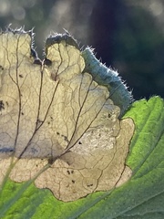 Metallus lanceolatus