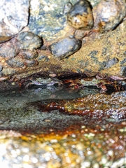 Leptograpsus variegatus