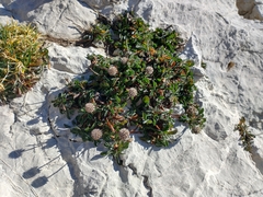 Globularia cordifolia