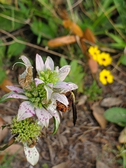 Cerceris bicornuta