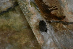 Artibeus jamaicensis