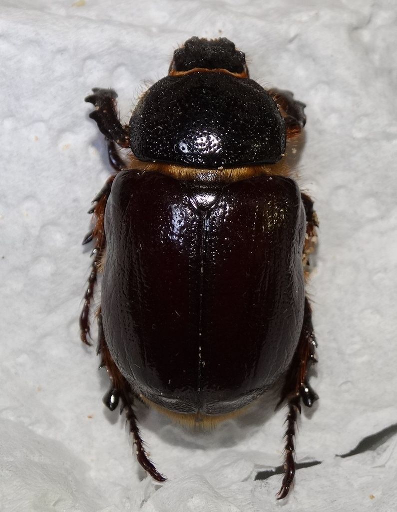 Sleeper's Elephant Beetle