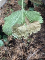 Metallus lanceolatus