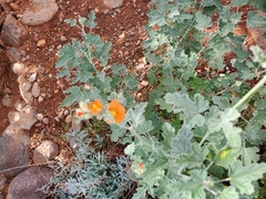 Sphaeralcea ambigua