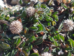 Globularia cordifolia