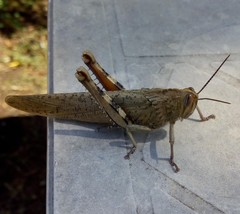 Anacridium aegyptium