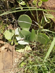 Kalanchoe thyrsiflora