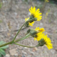 Pilosella piloselloides