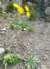 Pilosella piloselloides