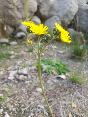 Pilosella piloselloides