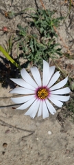 Dimorphotheca nudicaulis