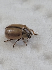 Aphidecta obliterata