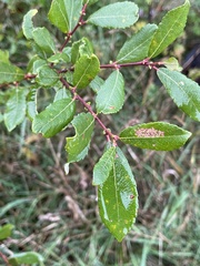 Salix aurita