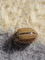 Aphidecta obliterata