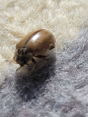 Aphidecta obliterata