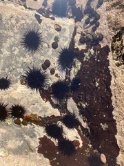 Echinometra vanbrunti