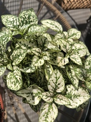 Hypoestes phyllostachya