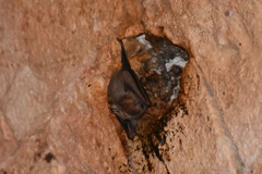 Artibeus jamaicensis