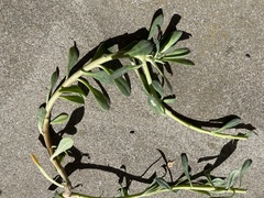 Haplophyllum tuberculatum