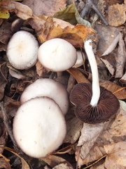 Psathyrella bipellis