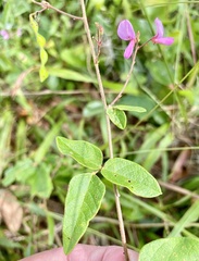 Desmodium tortuosum