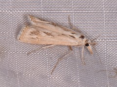 Parapediasia hulstellus