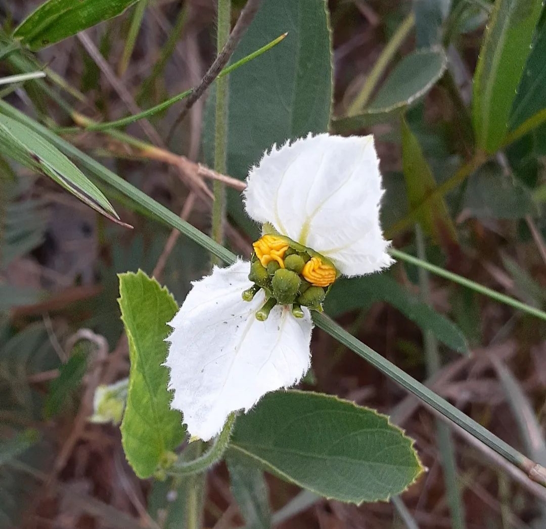 Dalechampia caperonioides