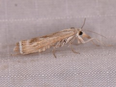 Parapediasia hulstellus