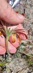 Dimorphotheca nudicaulis