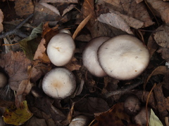 Psathyrella bipellis