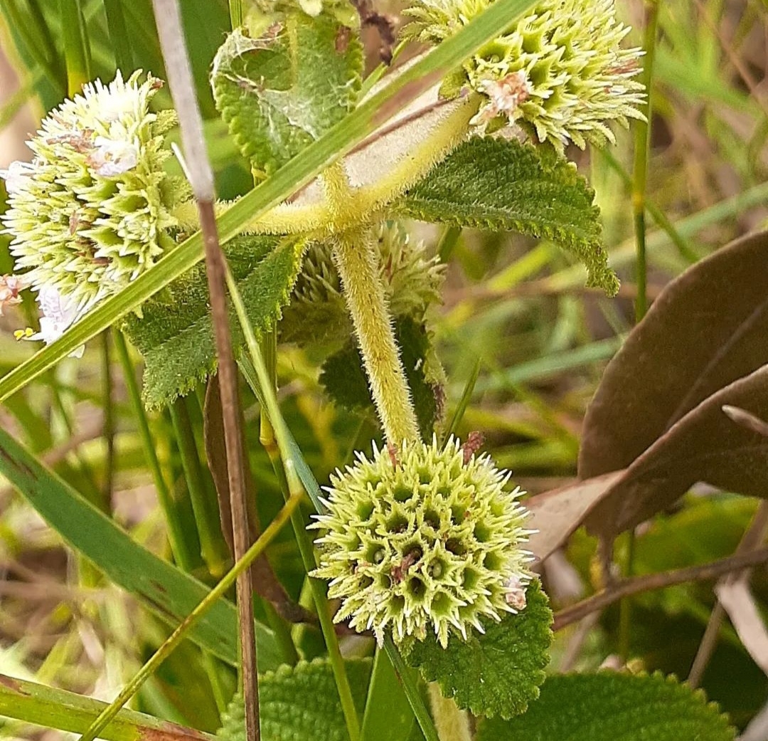 Hyptis alata