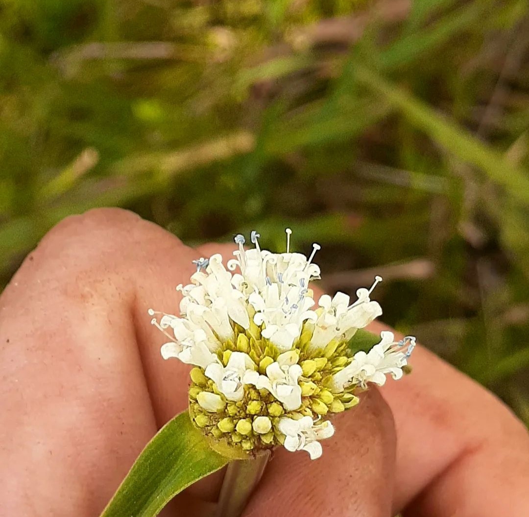 Mitracarpus hirtus