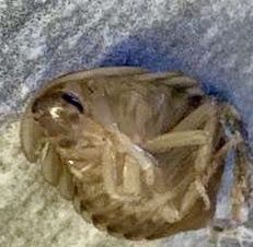 Blattodea