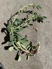 Haplophyllum tuberculatum