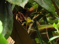 Basileuterus culicivorus