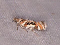 Aristotelia elegantella