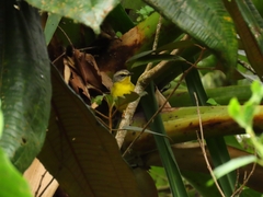 Basileuterus culicivorus