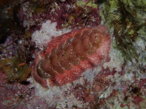 Gold-flecked Chiton