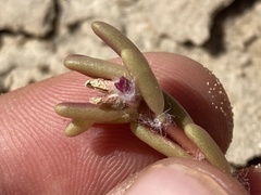 Portulaca halimoides