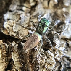 Salticus peckhamae
