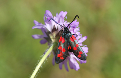 Zygaena filipendulae