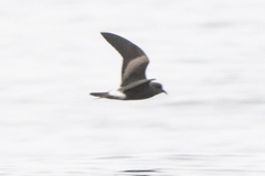 Hydrobates leucorhous