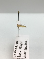 Megaloceroea recticornis