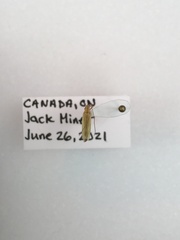 Megaloceroea recticornis