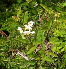 Solanum bonariense