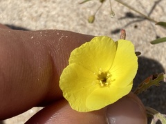 Eulobus sceptrostigma