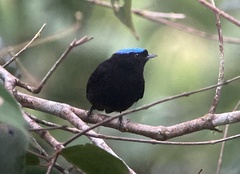 Lepidothrix velutina