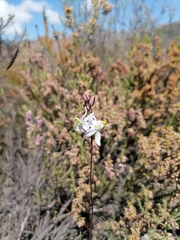 Asparagaceae