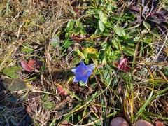 Gentiana clusii