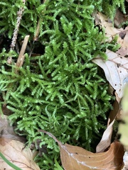 Eurhynchium striatum